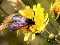 Zygaena filipendulae 70, Sint-Jansvlinder, Saxifraga-Bart Vastenhouw