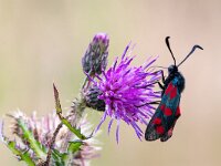 Zygaena filipendulae 79, Sint-jansvlinder, Saxifraga-Gerard de Jong : Insect, Korenburger en Corlesche Veen, Macro, Overig, Saxifraga Beeldbank, Sint-jansvlinder, Zygaena filipendulae, nachtvlinder