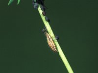 Chrysoperla carnea 4, larva, Saxifraga-Frits Bink