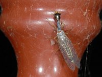 Raphidiidae notata 01 #07001 : Raphidiidae notata, Snakefly, Kameelhalsvlieg, mannetje