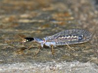 Raphidiidae notata 01 #07004 : Raphidiidae notata, Snakefly, Kameelhalsvlieg, mannetje