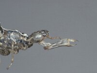 Aeshna cyanea 12, Blauwe glazenmaker, larva, Saxifraga-Frits Bink