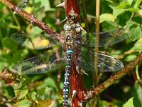 Aeshna mixta 53, Paardenbijter, Saxifraga-Hans Grotenhuis