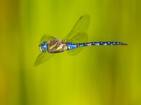 flying dragonfly  Dragonfly (Aeshna mixta)  flying in the air with bright green background of aquatic plants : Aeshna, Netherlands, air, animal, background, beauty, blue, body, bright, britain, british, closeup, dragonfly, dutch, entomology, environment, europe, fauna, flight, floating, fly, flying, freedom, german, germany, green, hawker, helicopter, hovering, hunting, insect, libel, libelle, libellula, libellule, libelula, macro, male, migrant, mixta, movement, natural, nature, outdoor, season, summer, trollslanda, water, wild, wildlife