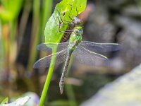 Anax imperator 26, Grote keizerlibel, Saxifraga-Bart Heijne : 2024, Ede, excuvium, grote keizerlibel, insect, libel, mei, net uitgeslopen, tuin, vijver, voorjaar, vrouw