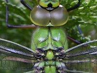 Anax imperator 34, Grote keizerlibel, male, Saxifraga-Ab H Baas