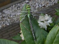 Anax imperator 38, Grote keizerlibel, male, Saxifraga-Ab H Baas
