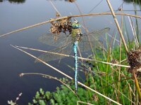 Anax imperator 7, Grote keizerlibel, male, Saxifraga-Willem Jan Hoeffnagel