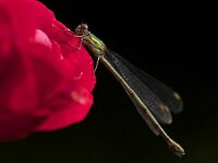 Chalcolestes viridis 22, Houtpantserjuffer, Saxifraga-Luc Hoogenstein