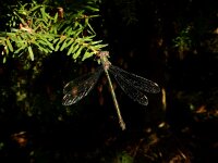 Chalcolestes viridis 58, Houtpantserjuffer, Saxifraga-Ed Stikvoort : Meinweg en omgeving