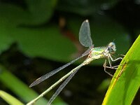 Chalcolestes viridis 60, Houtpantserjuffer, Saxifraga-Ben Delbaere  IICSA���II