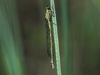 Coenagrion armatum 4, Donkere waterjuffer, Saxifraga-Robert Ketelaar