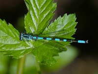 Speerwaterjuffer -Coenagrion hastulatum (man)  Speerwaterjuffer -Coenagrion hastulatum (man) [#Beginning of Shooting Data Section] Nikon D100  Focal Length: 185mm White Balance: Auto Color Mode: Mode III (sRGB) 2006/05/22 11:10:20.8 Exposure Mode: Aperture Priority AF Mode: Manual Hue Adjustment: 0° JPEG (8-bit) Fine Metering Mode: Center-Weighted Tone Comp: Normal Sharpening: Normal Image Size:  Large (3008 x 2000) 1/350 sec - f/8 Flash Sync Mode: Not Attached Noise Reduction: OFF Exposure Comp.: -0.7 EV Image Comment:                                      [#End of Shooting Data Section]
