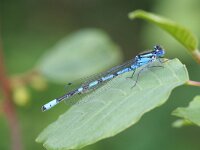 Enallagma cyathigerum 23, Watersnuffel, Vlinderstichting-Tim Termaat