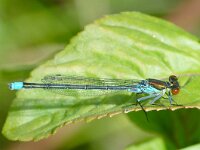 Grote roodoogjuffer - Erythromma najas (man)  Grote roodoogjuffer - Erythromma najas (man)[#Beginning of Shooting Data Section] Nikon D100  Focal Length: 250mm White Balance: Auto Color Mode: Mode III (sRGB) 2006/07/15 12:29:11.7 Exposure Mode: Aperture Priority AF Mode: Manual Hue Adjustment: 0° JPEG (8-bit) Fine Metering Mode: Multi-Pattern Tone Comp: Normal Sharpening: Normal Image Size:  Large (3008 x 2000) 1/160 sec - f/11 Flash Sync Mode: Not Attached Noise Reduction: OFF Exposure Comp.: 0 EV Image Comment:                                      [#End of Shooting Data Section]