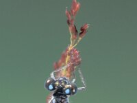 Ischnura elegans 5, Lantaarntje, Saxifraga-Frits Bink
