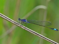 Ischnura elegans 74, Lantaarntje, Saxifraga-Tom Heijnen