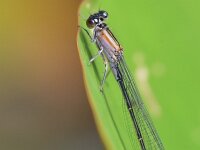 Ischnura elegans 82, Lantaarntje, Saxifraga-Tom Heijnen
