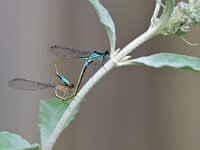 Ischnura elegans 83, Lantaarntje, Saxifraga-Tom Heijnen