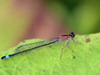 Ischnura elegans 84, Lantaarntje, Saxifraga-Tom Heijnen
