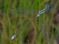 350_27A, Tangpantserjuffer : Tangpantserjuffer, Emerald Spreadwing, Lestes dryas, male