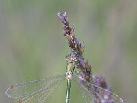 Lestes virens 32, Tengere pantserjuffer, Saxifraga-Luuk Vermeer