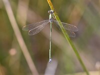 Lestes virens 38, Tengere pantserjuffer, Saxifraga-Luuk Vermeer