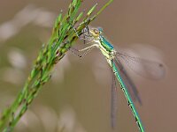 Lestes virens 45, Tengere pantserjuffer, Saxifraga-Tom Heijnen