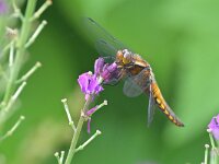 Libellula depressa 60, Platbuik, Saxifraga-Tom Heijnen