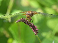 Libellula depressa 63, Platbuik, Saxifraga-Tom Heijnen