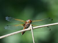 Libellula fulva 30, Bruine Korenbout, Saxifraga-Henk Baptist