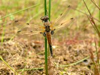 Libellula quadrimaculata 95, Viervlek, Saxifraga-Hans Grotenhuis