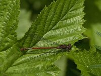 Pyrrhosoma nymphula 30, male, Vuurjuffer, Saxifraga-Jan van der Straaten