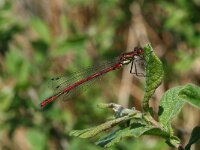 Pyrrhosoma nymphula 34, Vuurjuffer, male, Saxifraga-Kars Veling