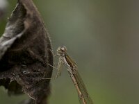 bruine winterjuffer; Sympecma fusca; Brown Emerald Damselfly  bruine winterjuffer; Sympecma fusca : stadsnatuur, garden, insekt, damselfly, plant, stad, nature, Brown Emerald Damselfly, Common Winter Damselfly, insect, Utrecht, city, bruine winterjuffer, Sympecma fusca, juffer, libel, natuur, city nature, tuin, waterjuffer, Common Winter Damsel