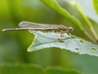 Sympecma fusca 52, Bruine winterjuffer, Saxifraga-Bart Vastenhouw
