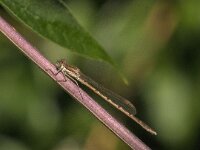 Sympecma fusca 54, Bruine winterjuffer, Saxifraga-Jan van der Straaten