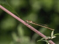 Sympecma fusca 56, Bruine winterjuffer, Saxifraga-Jan van der Straaten