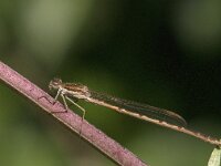 Sympecma fusca 57, Bruine winterjuffer, Saxifraga-Jan van der Straaten