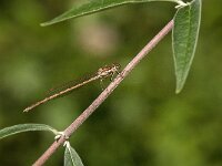 Sympecma fusca 59, Bruine winterjuffer, Saxifraga-Jan van der Straaten