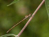Sympecma fusca 60, Bruine winterjuffer, Saxifraga-Jan van der Straaten