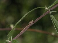 Sympecma fusca 67, Bruine winterjuffer, Saxifraga-Jan van der Straaten
