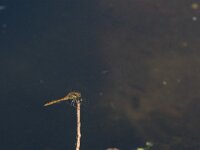 Sympetrum nigrescens 4, Duistere heidelibel, Saxifraga-Jan van der Straaten