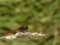 Sympetrum sanguineum 119, Bloedrode heidelibel, Saxifraga-Jan van der Straaten