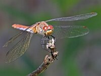 Sympetrum sanguineum 126, Bloedrode heidelibel, Saxifraga-Tom Heijnen