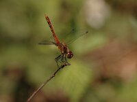 Sympetrum sanguineum 49, Bloedrode heidelibel, Saxifraga-Bas Klaver