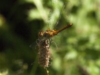 Sympetrum sanguineum 96, Bloedrode heidelibel, Saxifraga-Jan van der Straaten