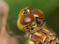 Sympetrum striolatum 101, Bruinrode heidelibel, Saxifraga-Tom Heijnen