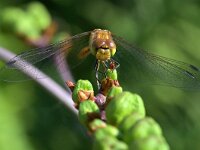 Sympetrum striolatum 102, Bruinrode heidelibel, Saxifraga-Tom Heijnen