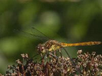 Sympetrum striolatum 70, Bruinrode heidelibel, Saxifraga-Jan van der Straaten